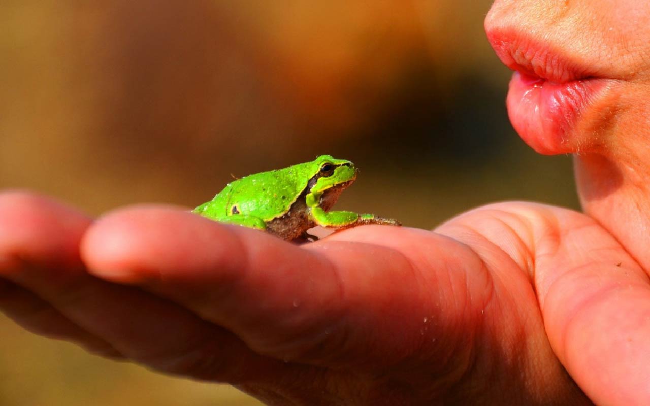 Frau küsst Frosch